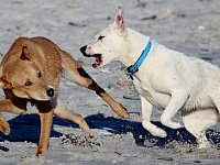В Саратовской области агрессивных собак разрешили навсегда оставлять в приютах