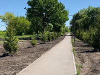 В Светлом появилась еще одна еловая аллея