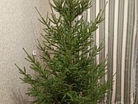 «Ёлочный круговорот»: новогодние деревья примут в переработку