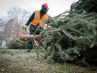 «Ёлочный круговорот»: новогодние деревья примут в переработку