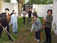 У памятника Неизвестному солдату посадили берёзы