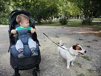 Владельцы собак обязаны убирать следы жизнедеятельности своих питомцев