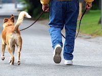 Правила выгула собак: что разрешено и что запрещается на территории городского округа