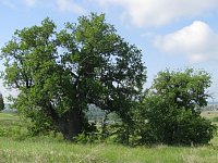 Светловцев приглашают проголосовать за дуб-старожил из Лысогорского района
