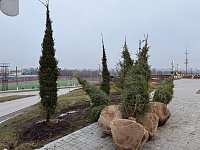 Продолжаются работы по озеленению поселка